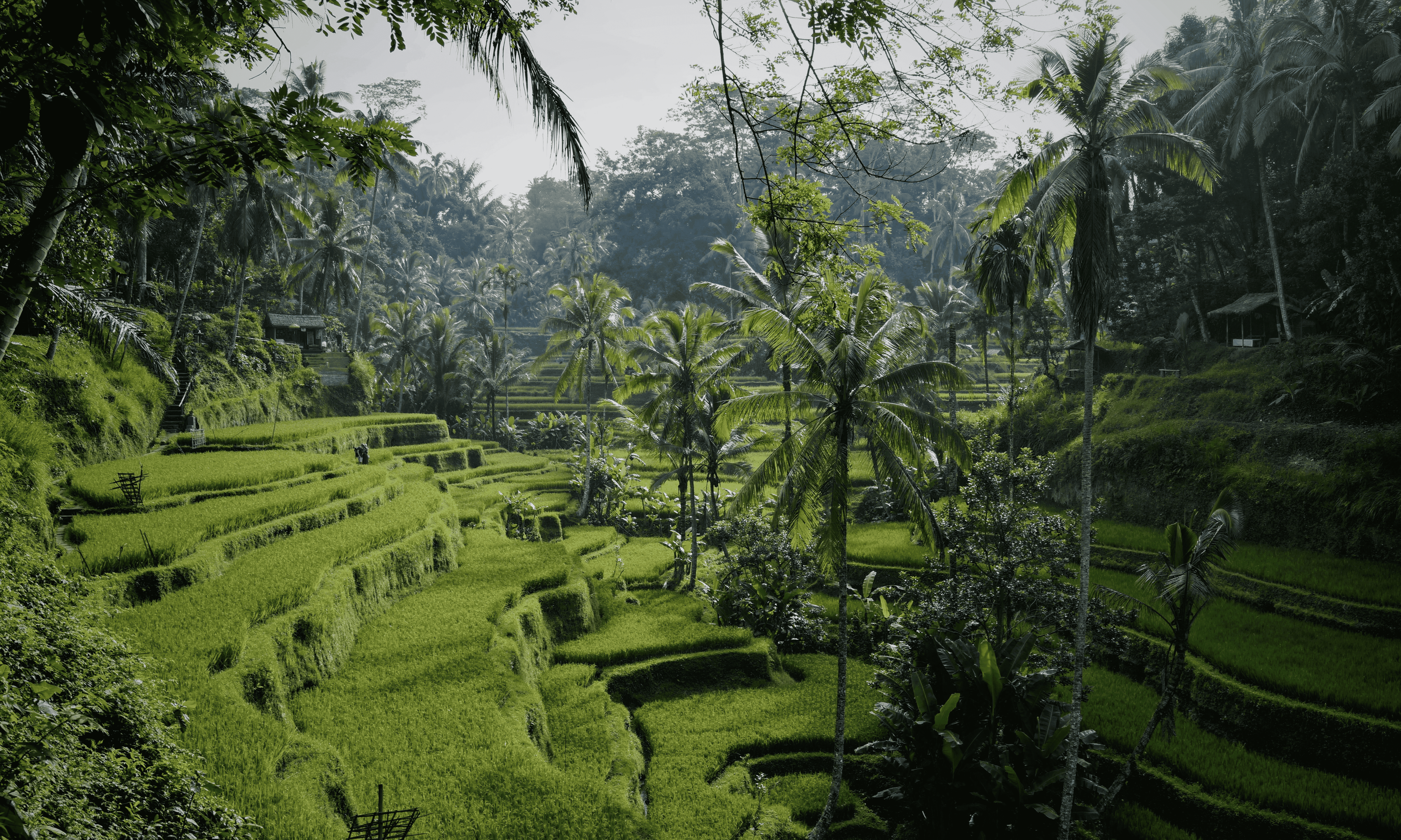 View of rice terraces in Ubud, Bali